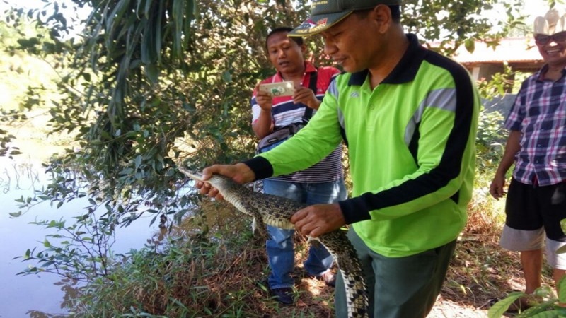 Pada Juni 2018, warga di Kecamatan Tanjungmutiara menemukan anak buaya, dan Petugas BKSDA Resor Agam melepas anak buaya itu ke sungai tidak jauh dari lokasi ditemukan di Pasar Tiku, Nagari Tiku Selatan (foto: Antara) Pada Juni 2018, warga di Kecamatan Tanjungmutiara menemukan anak buaya, dan Petugas BKSDA Resor Agam melepas anak buaya itu ke sungai tidak jauh dari lokasi ditemukan di Pasar Tiku, Nagari Tiku Selatan (foto: Antara)
