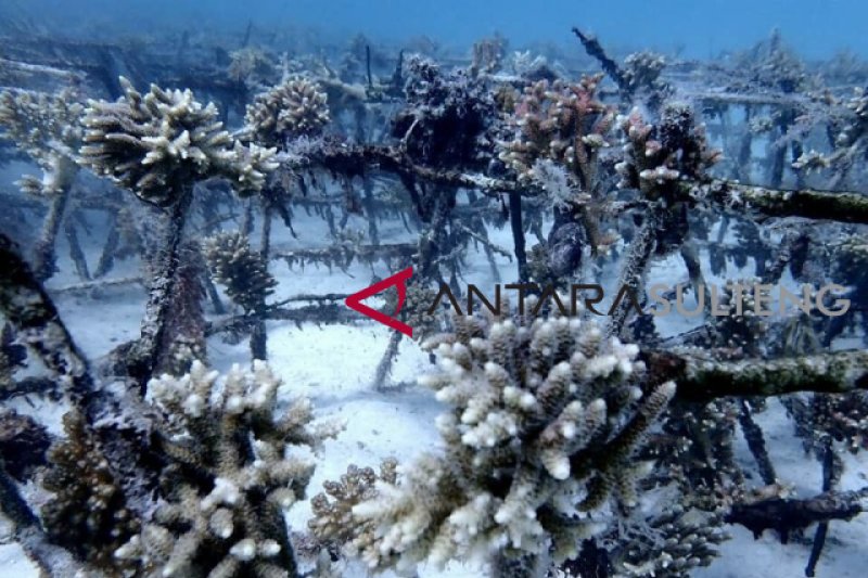 Salah satu hasil transplantasi terumbu karang di Kepulauan Togean yang dilakukan oleh Balai Taman Nasional Kepulauan Togean pada September 2017, kini sudah mulai tumbuh.(Foto:dok.BTNKT) Salah satu hasil transplantasi terumbu karang di Kepulauan Togean yang dilakukan oleh Balai Taman Nasional Kepulauan Togean pada September 2017, kini sudah mulai tumbuh.(Foto:dok.BTNKT)