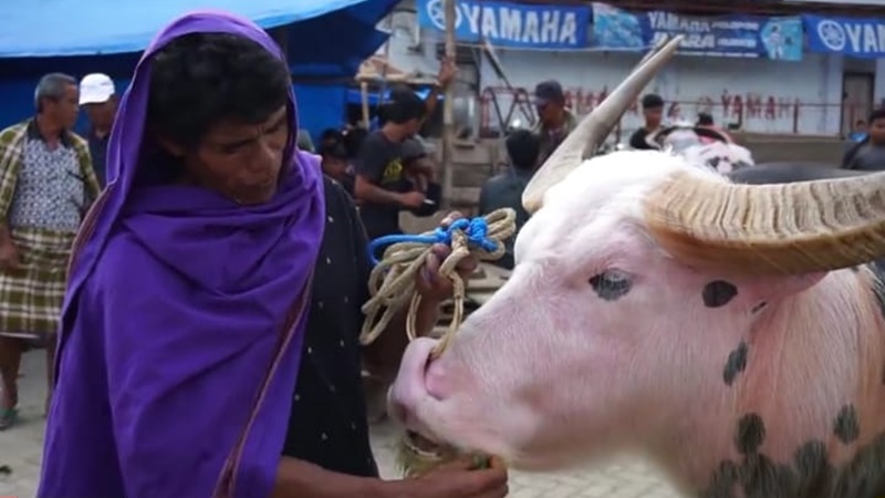 Harga kerbau di Toraja nilainya tinggi (foto: Youtube) Harga kerbau di Toraja nilainya tinggi (foto: Youtube)