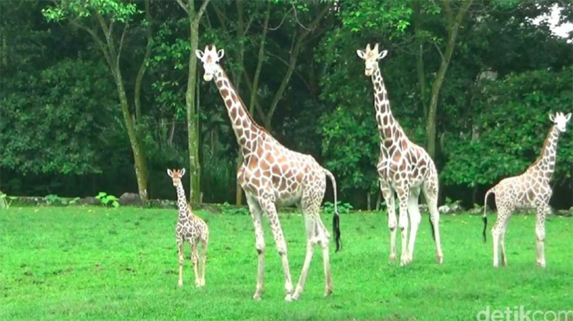 Bayi jerapah di Taman Safari Prigen (Sumber: detikcom) Bayi jerapah di Taman Safari Prigen (Sumber: detikcom)