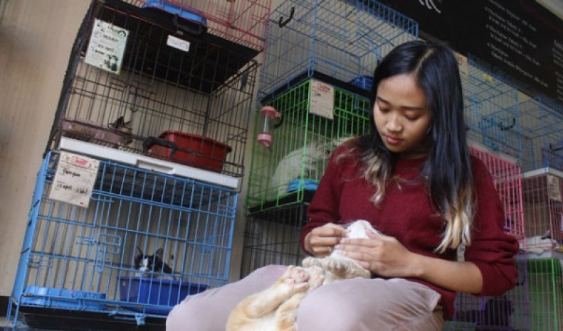 Ilustrasi. Salah satu tempat yang menerima jasa penitipan kucing (foto: Antara) Ilustrasi. Salah satu tempat yang menerima jasa penitipan kucing (foto: Antara)