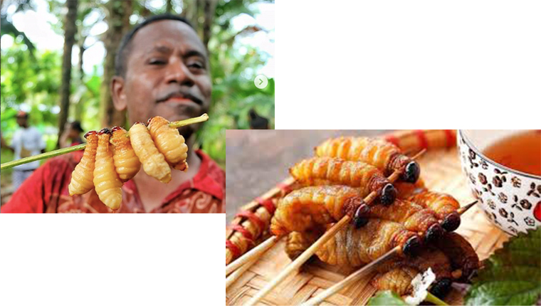 Ulat sagu khas Papua Ulat sagu khas Papua