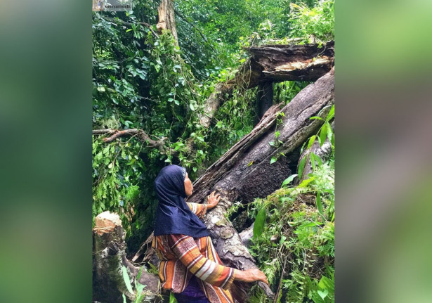 Pohon cengkeh tertua di dunia tumbang di usia 300 tahun. (Foto: Instagram/ Ternate Heritage) Pohon cengkeh tertua di dunia tumbang di usia 300 tahun. (Foto: Instagram/ Ternate Heritage)