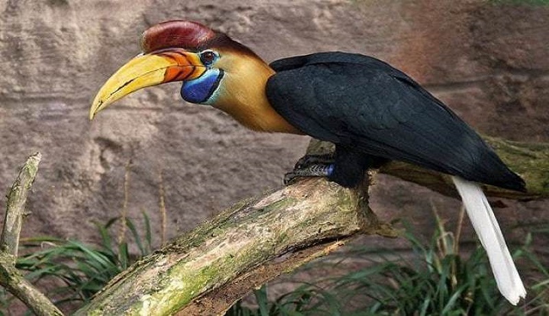Penyelendupan 72 Burung Rangkong Gading Berhasil Digagalkan