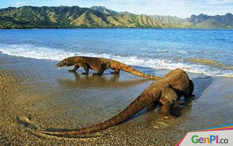 Meskipun Baru Wacana, Penutupan TN Komodo Itu Pukulan Mematikan buat Industri Meskipun Baru Wacana, Penutupan TN Komodo Itu Pukulan Mematikan buat Industri