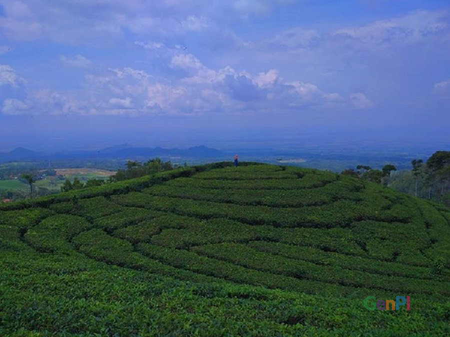 Kebub Teh Jamus. Kebub Teh Jamus.