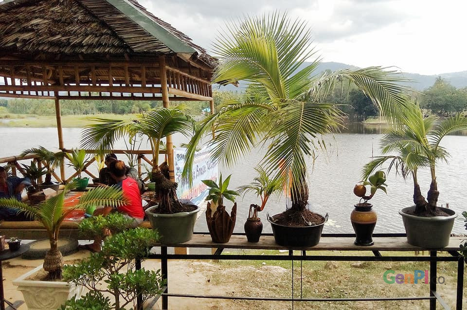 Pameran Bonsai Kelapa Di Danau Perintis