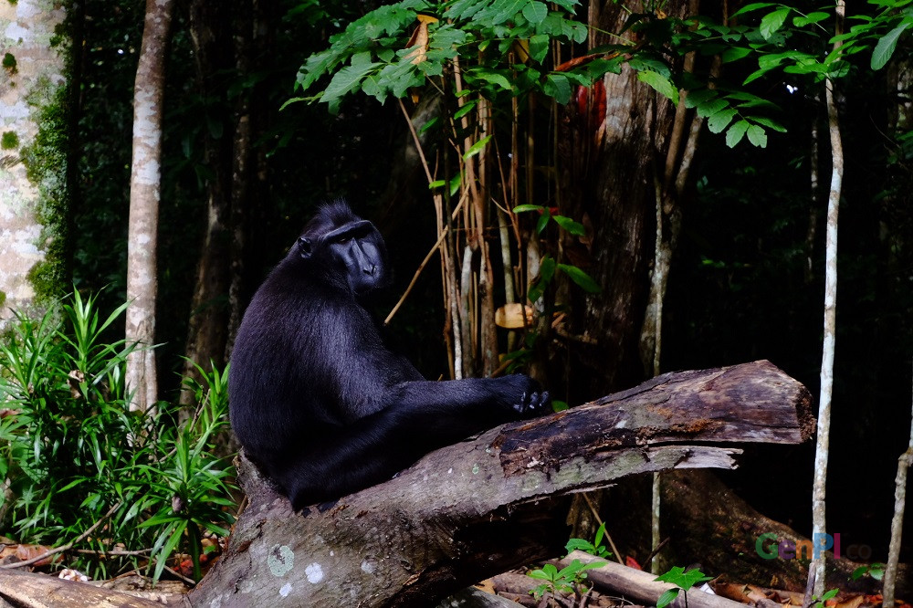 Melihat Lebih Dekat Yaki dan Tarsius di Cagar Alam Tangkoko