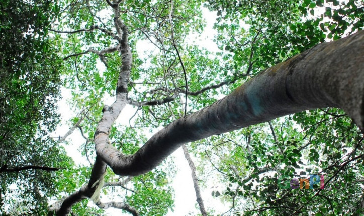 Pohon dibutuhkan demi keberlangsungan hidup manusia lantaran memproduksi oksigen untuk bernafas. (Foto: phantomforest.com) Pohon dibutuhkan demi keberlangsungan hidup manusia lantaran memproduksi oksigen untuk bernafas. (Foto: phantomforest.com)