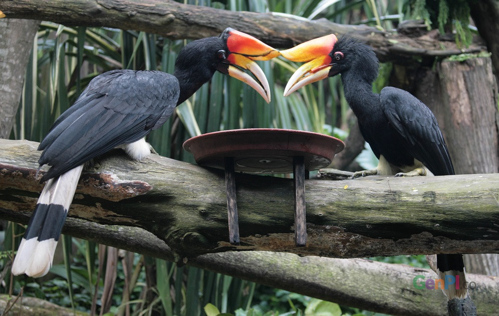 15++ Burung rangkong kartun terbaru