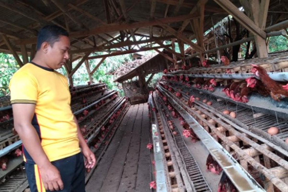 Lili Abdulah saat mengecek ayam petelur miliknya (foto: Dede Nurhasanudin/ Ayopurwakarta.com) Lili Abdulah saat mengecek ayam petelur miliknya (foto: Dede Nurhasanudin/ Ayopurwakarta.com)