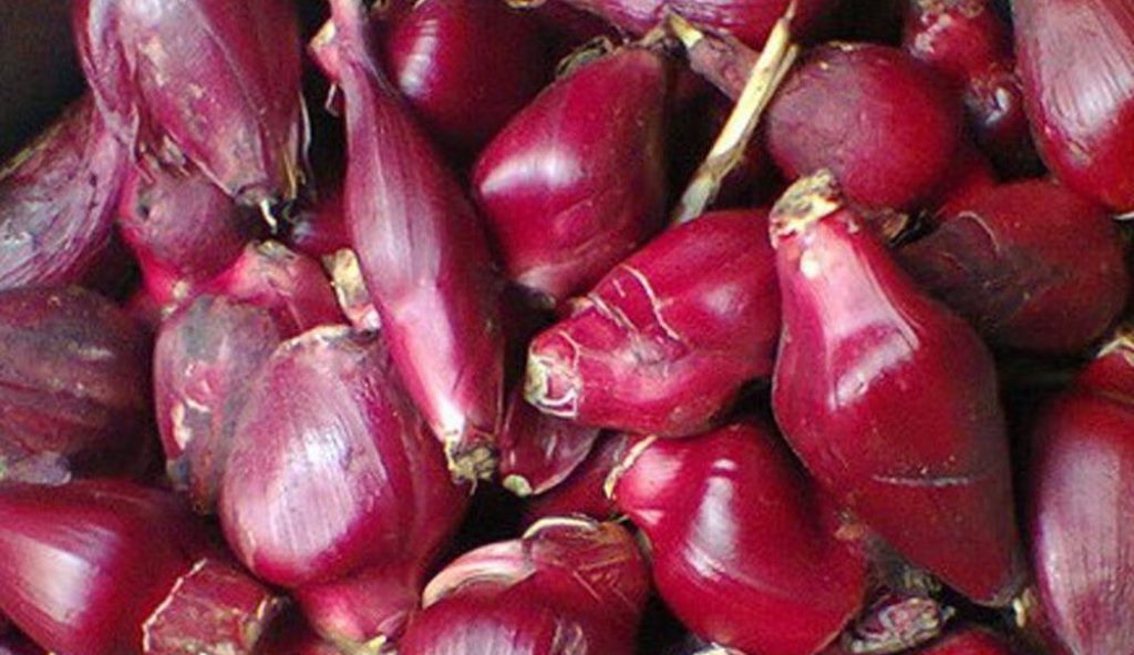 Bawang dayak. Foto: Kasiat herbal Bawang dayak. Foto: Kasiat herbal