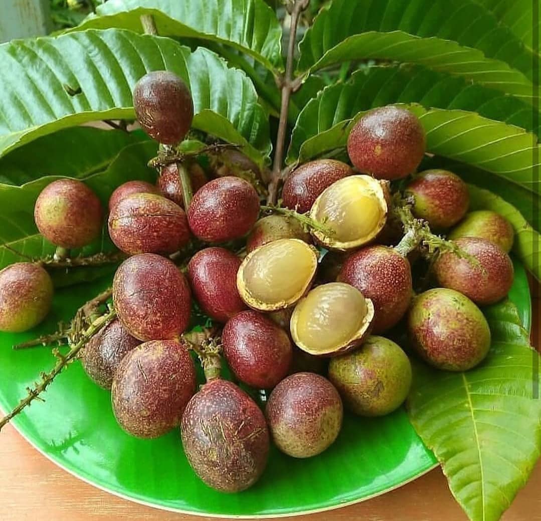 Buah matoa (Instagram/@bibitbuah_pupukorganik) Buah matoa (Instagram/@bibitbuah_pupukorganik)