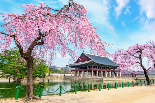 Ilustrasi Istana Gyeongbokgung, Korsel, saat musim semi. Foto: freepik Ilustrasi Istana Gyeongbokgung, Korsel, saat musim semi. Foto: freepik
