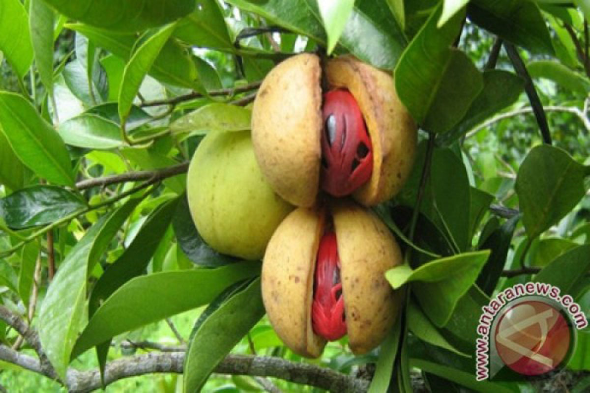Buah Pala. (Foto: Pewarta Jimmy Ayal) Buah Pala. (Foto: Pewarta Jimmy Ayal)