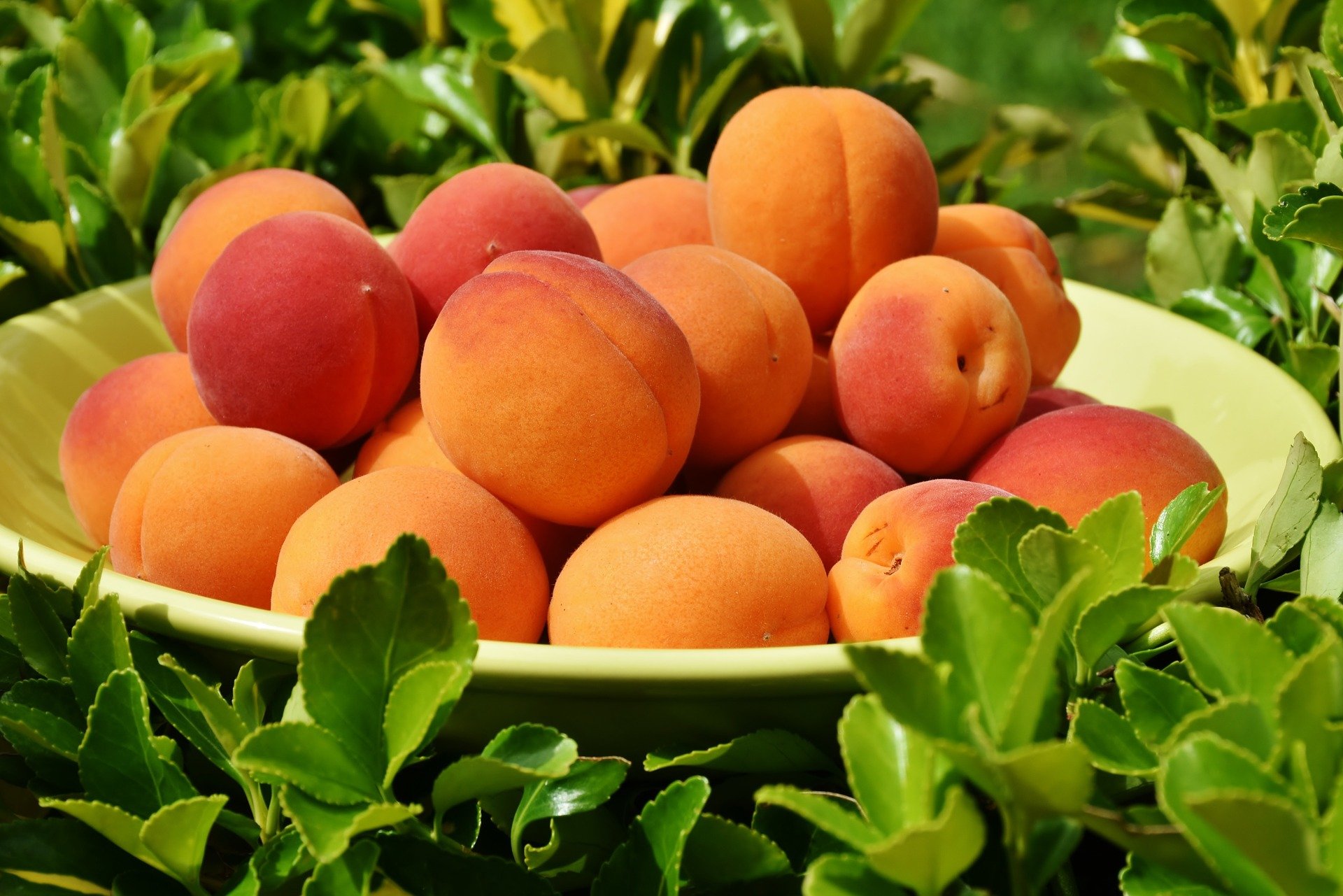 Ketika mendengar nama buah Persik, maka yang terngiang di pikiran adalah aktris Dewi Perssik bukan? (foto: pixabay) Ketika mendengar nama buah Persik, maka yang terngiang di pikiran adalah aktris Dewi Perssik bukan? (foto: pixabay)
