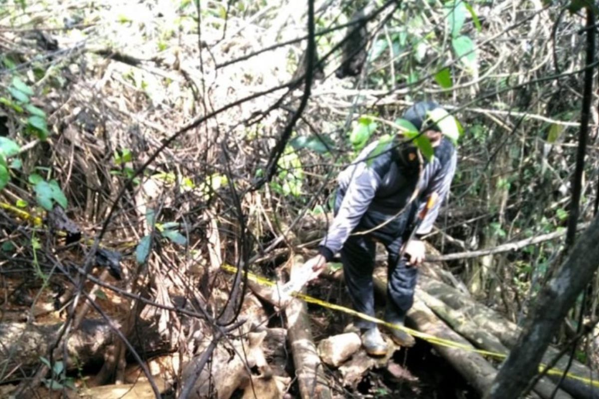 (Foto: Dok Antarabengkulu.com) (Foto: Dok Antarabengkulu.com)
