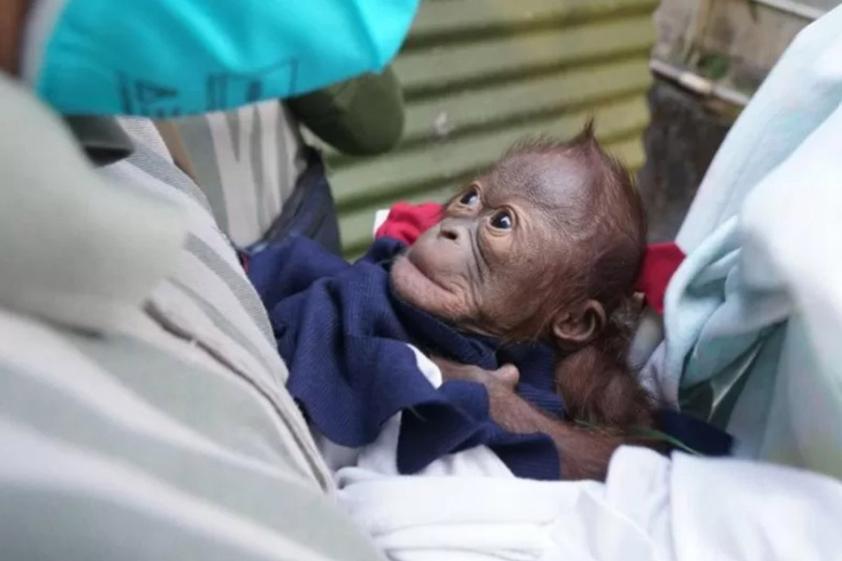 Bayi orangutan kalimantan yang lahir pada 4 Juni 2021 di Kebun Binatang Gembira Loka, Yogyakarta. (FOTO: ANTARA/HO-KLHK) Bayi orangutan kalimantan yang lahir pada 4 Juni 2021 di Kebun Binatang Gembira Loka, Yogyakarta. (FOTO: ANTARA/HO-KLHK)