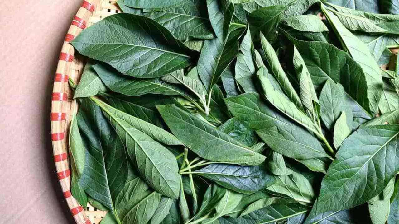 daun melinjo. foto: shutterstock daun melinjo. foto: shutterstock
