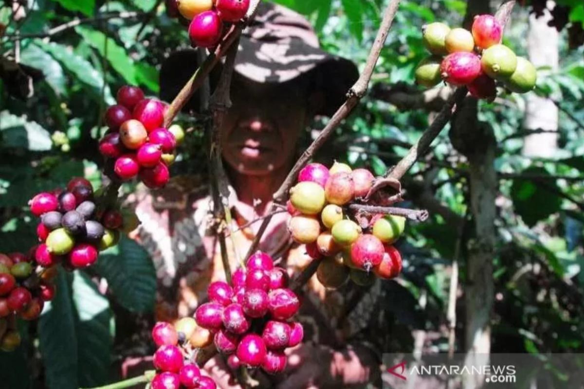 Ilustrasi - Seorang petani memanen kopi di tengah panen raya di Temanggung. (FOTO: ANTARA/Heru Suyitno) Ilustrasi - Seorang petani memanen kopi di tengah panen raya di Temanggung. (FOTO: ANTARA/Heru Suyitno)