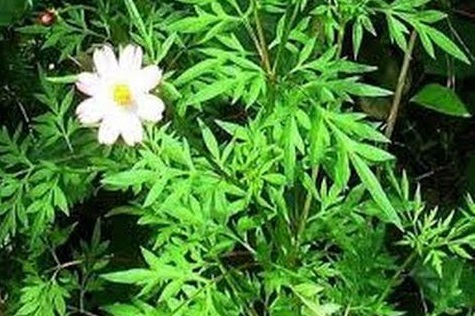 Nggak Nyangka, Daun Kenikir Khasiatnya Dahsyat, Asam Urat Ambyar (Foto: Pinterest) Nggak Nyangka, Daun Kenikir Khasiatnya Dahsyat, Asam Urat Ambyar (Foto: Pinterest)