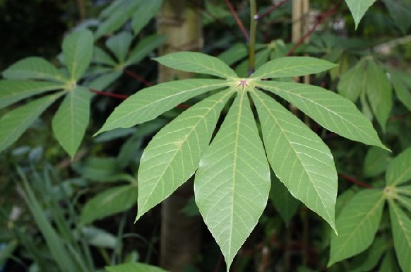 Daun Singkong Ternyata Khasiatnya Wow Banget, Rugi Kalau Tak Suka (Foto: Pixabay) Daun Singkong Ternyata Khasiatnya Wow Banget, Rugi Kalau Tak Suka (Foto: Pixabay)