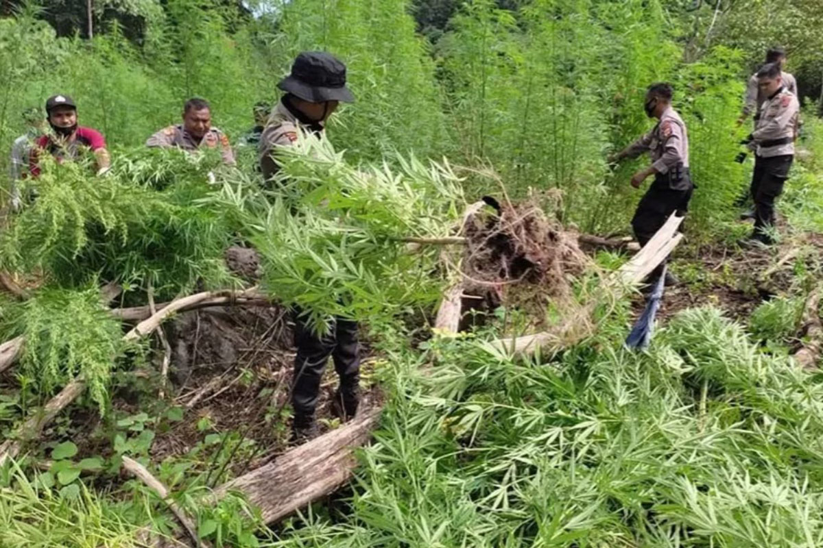 Polisi memcabut tanaman ganja dalam pemusnahan di Gunung Seulawah, Kecamatan Seulimeum, Kabupaten Aceh Besar, Rabu (16/6/2021). (FOTO: ANTARA/HO) Polisi memcabut tanaman ganja dalam pemusnahan di Gunung Seulawah, Kecamatan Seulimeum, Kabupaten Aceh Besar, Rabu (16/6/2021). (FOTO: ANTARA/HO)
