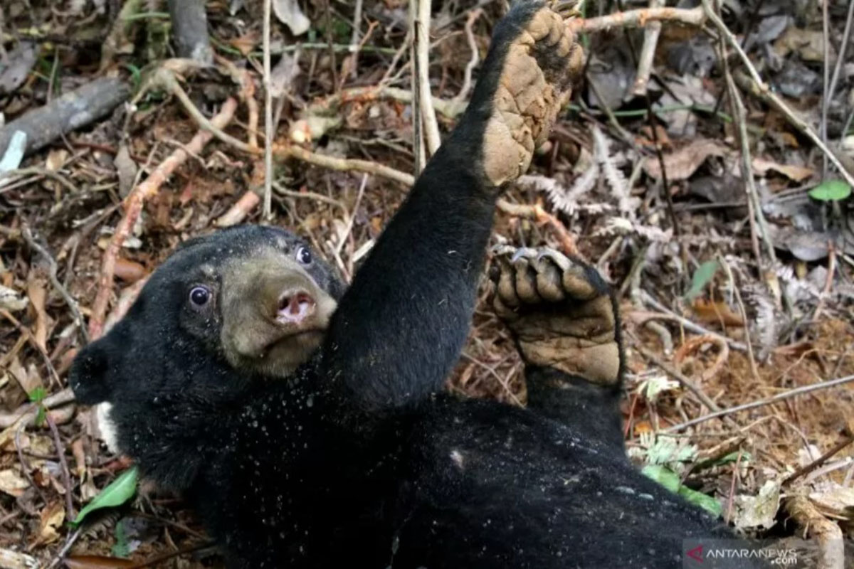 Ilustrasi - Beruang madu (Helarctos malayanus) terkena jerat babi di perkebunan sawit Desa Lubuk, Kecamatan Jeumpa, Aceh Barat Daya, Aceh, Selasa (11/6/2019). ANTARA FOTO / Khalis Abdya/Irp. (FOTO: ANTARA/KHALIS ABDYA) Ilustrasi - Beruang madu (Helarctos malayanus) terkena jerat babi di perkebunan sawit Desa Lubuk, Kecamatan Jeumpa, Aceh Barat Daya, Aceh, Selasa (11/6/2019). ANTARA FOTO / Khalis Abdya/Irp. (FOTO: ANTARA/KHALIS ABDYA)