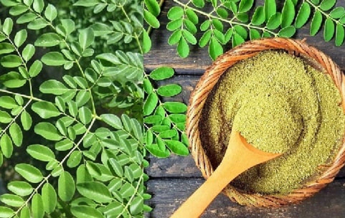 Ilustrasi: Daun Kelor baik untuk vitalitas pria (foto: shuttertsock) Ilustrasi: Daun Kelor baik untuk vitalitas pria (foto: shuttertsock)