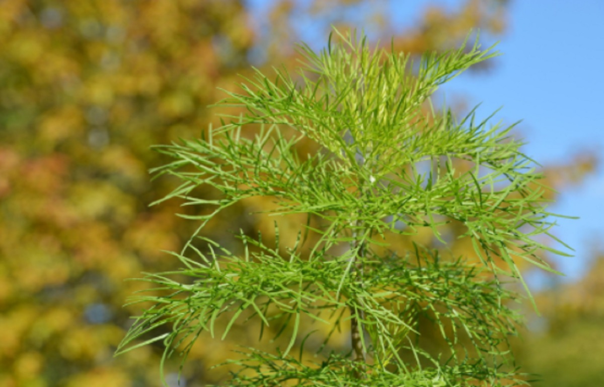 Ilustrasi: daun kenikir (foto: Pixabay) Ilustrasi: daun kenikir (foto: Pixabay)