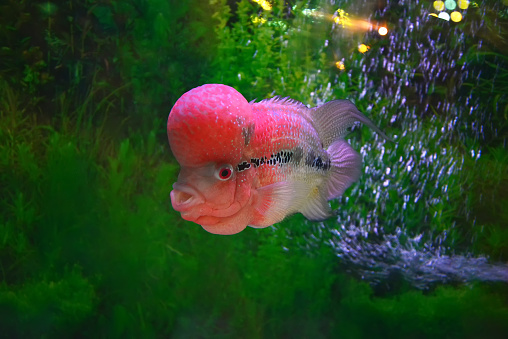 ilustrasi ikan pembawa keberuntungan. foto: pixabay ilustrasi ikan pembawa keberuntungan. foto: pixabay