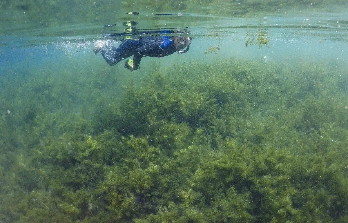 Sensasi berenang di kolam alam Telaga Cisaladah. Foto: Antara. Sensasi berenang di kolam alam Telaga Cisaladah. Foto: Antara.