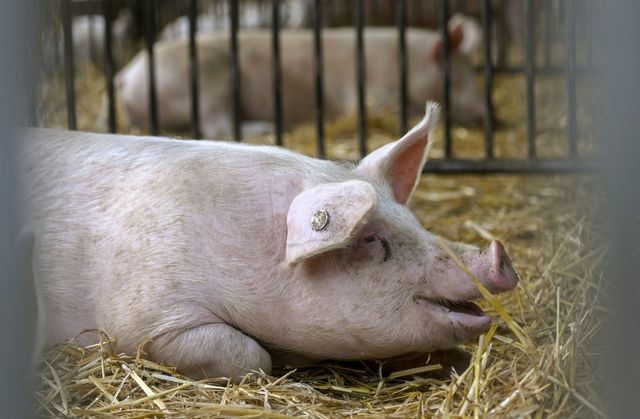Ilustrasi babi di peternakan. Foto: AFP/Ina Fassbender Ilustrasi babi di peternakan. Foto: AFP/Ina Fassbender