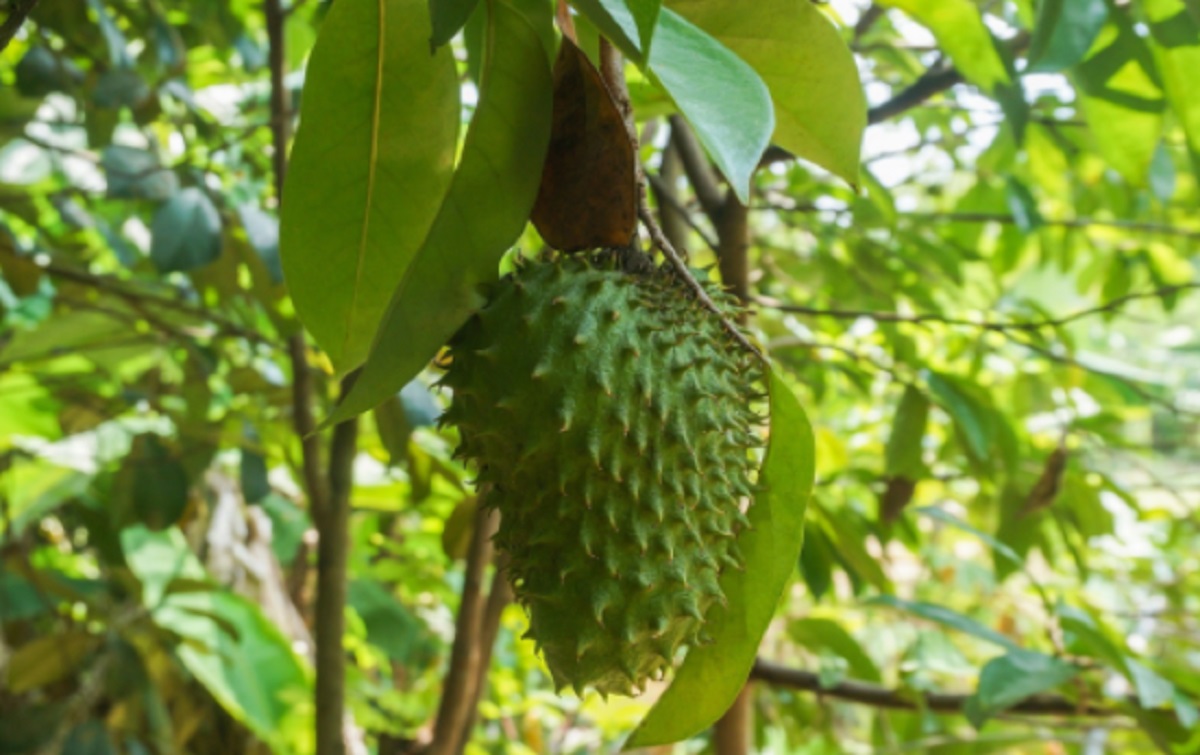 Ilustrasi: Daun sirsak (foto: Pixabay) Ilustrasi: Daun sirsak (foto: Pixabay)