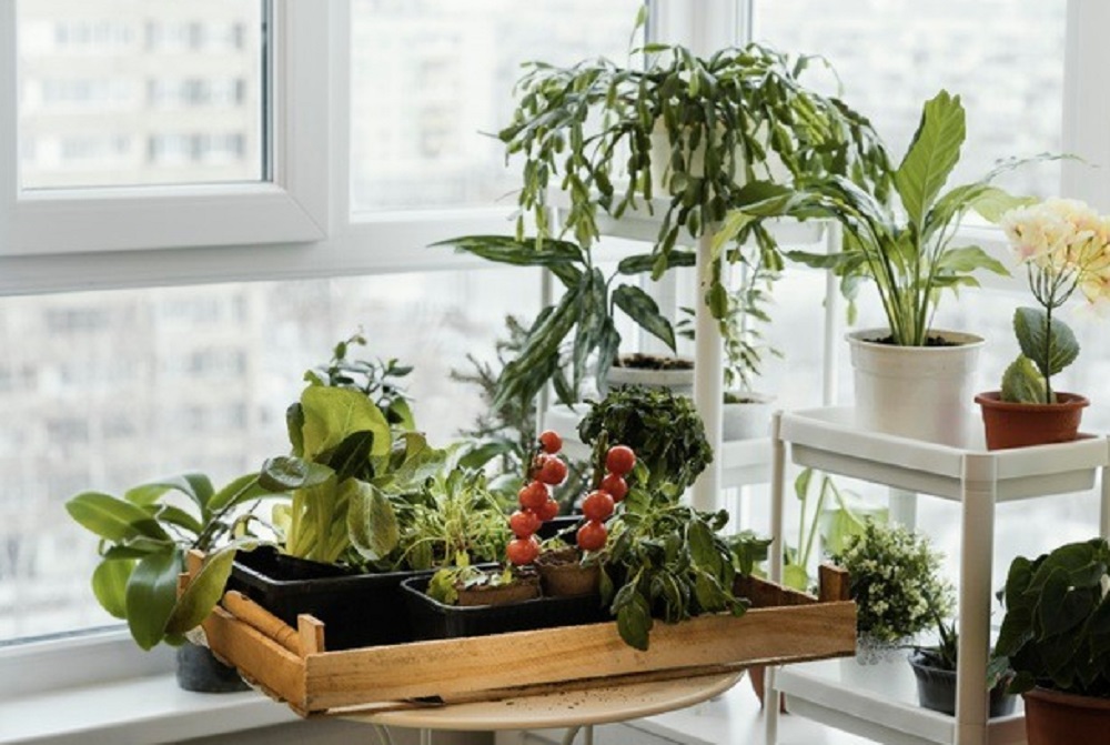 4 Tips Anti-Gagal Berkebun di Pot, Buktikan yuk! (Foto: Freepik) 4 Tips Anti-Gagal Berkebun di Pot, Buktikan yuk! (Foto: Freepik)