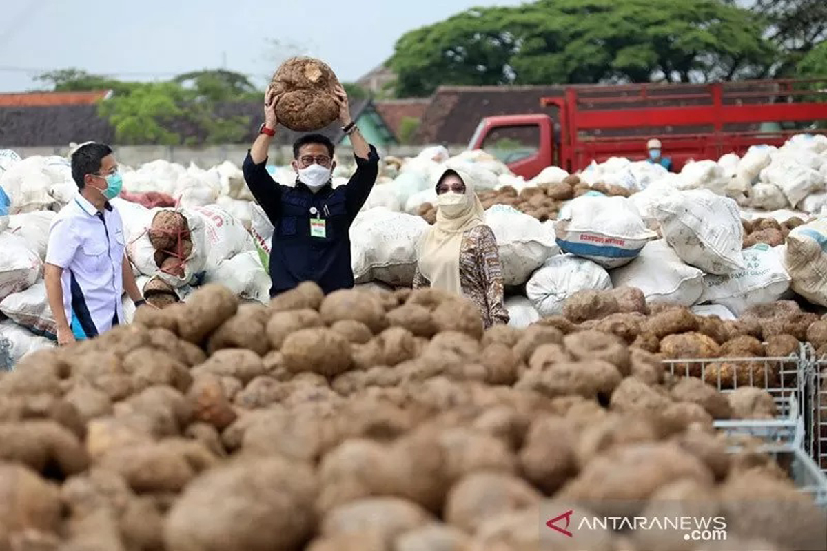 Menteri Pertanian Syahrul Yasin Limpo saat panen porang di Madiun. Foto: Kementan/Antara/HO Menteri Pertanian Syahrul Yasin Limpo saat panen porang di Madiun. Foto: Kementan/Antara/HO
