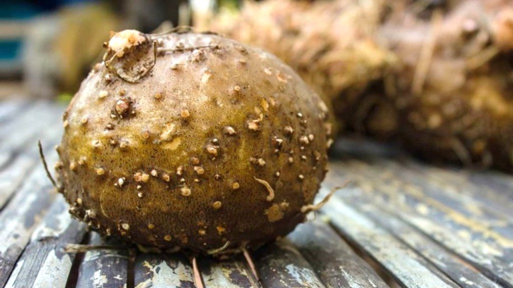 Tanaman porang. Foto: Ini Palawija Tanaman porang. Foto: Ini Palawija