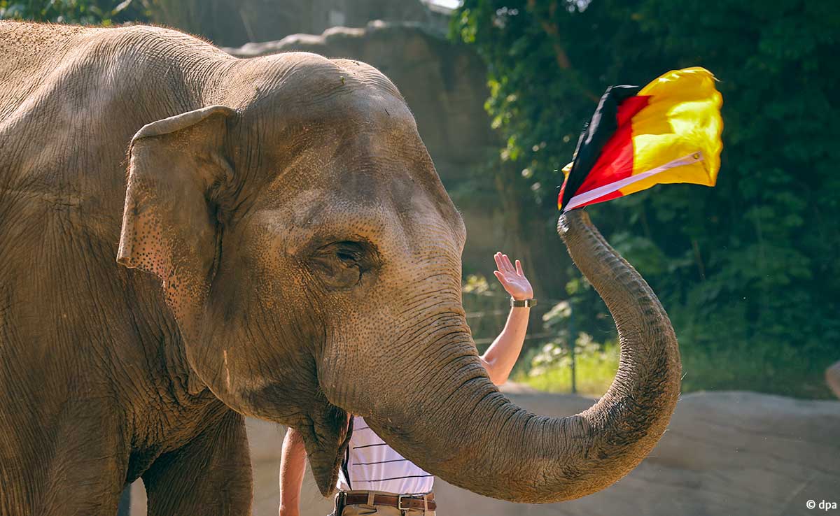 Gajah Yashona meramalkan hasil pertandingan Portugal vs Jerman di Piala Eropa 2020. (foto: twitter.com/GermanEmbassy) Gajah Yashona meramalkan hasil pertandingan Portugal vs Jerman di Piala Eropa 2020. (foto: twitter.com/GermanEmbassy)