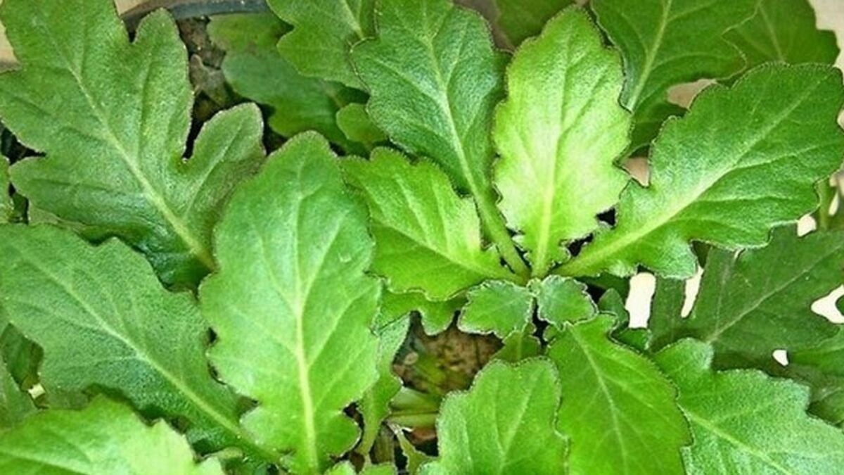 Daun Dewa. Foto: Klik Dokter Daun Dewa. Foto: Klik Dokter