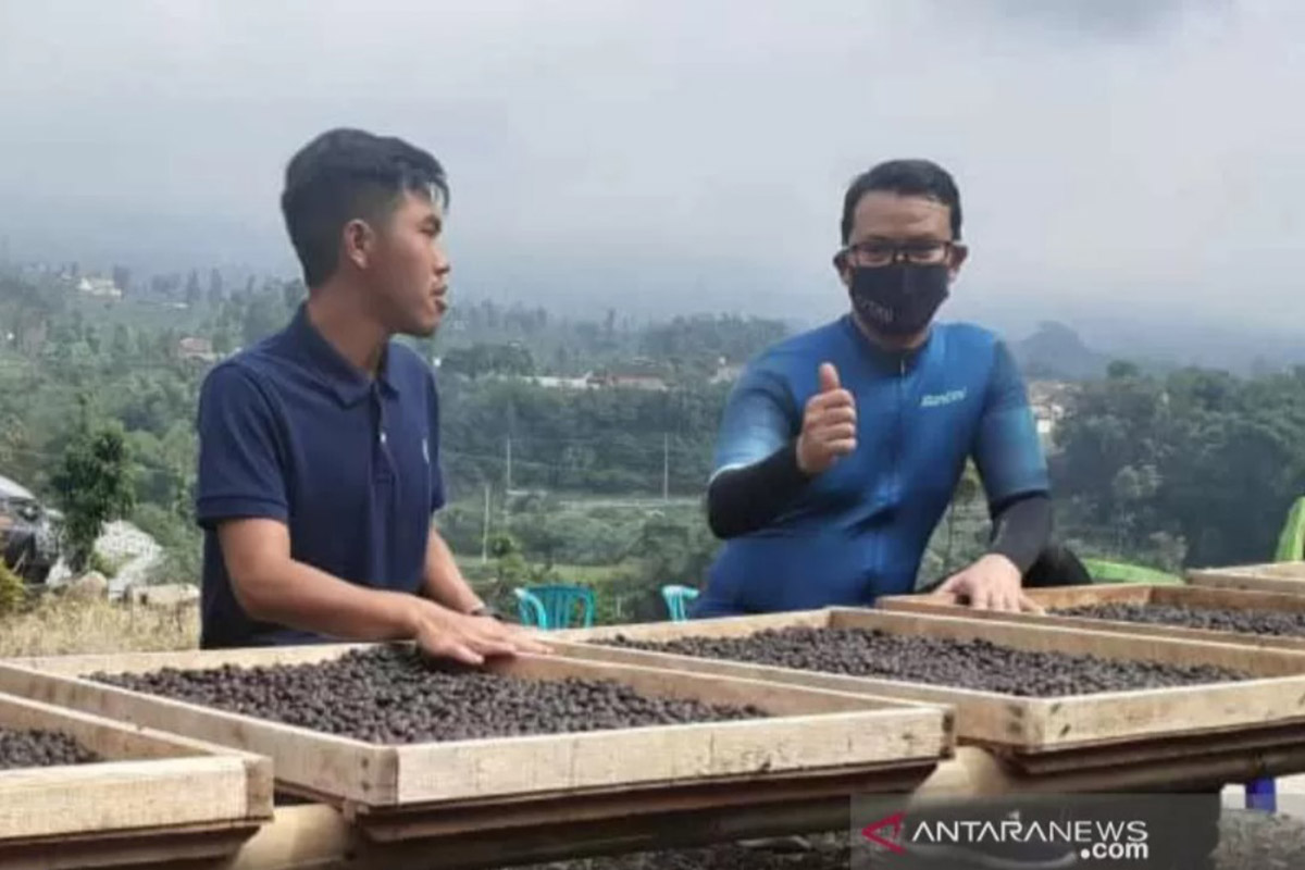Wakil Bupati Temanggung Heri Ibnu Wibowo meninjau pengolahan kopi di Desa Petarangan, Kecamatan Kledung, Kabupaten Temanggung. (FOTO: ANTARA/Heru Suyitno) Wakil Bupati Temanggung Heri Ibnu Wibowo meninjau pengolahan kopi di Desa Petarangan, Kecamatan Kledung, Kabupaten Temanggung. (FOTO: ANTARA/Heru Suyitno)