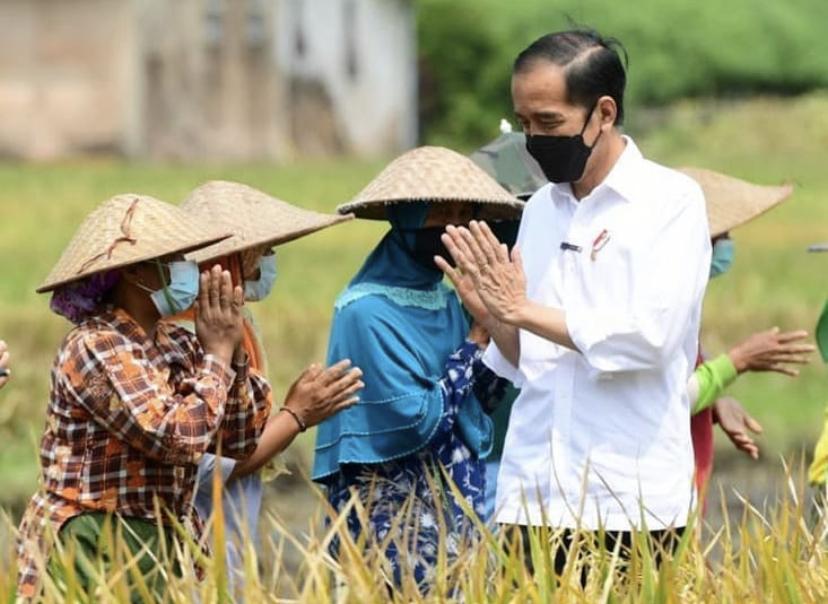 Jokowi berinteraksi dengan para petani. (Foto : Instagram @jokowi) Jokowi berinteraksi dengan para petani. (Foto : Instagram @jokowi)