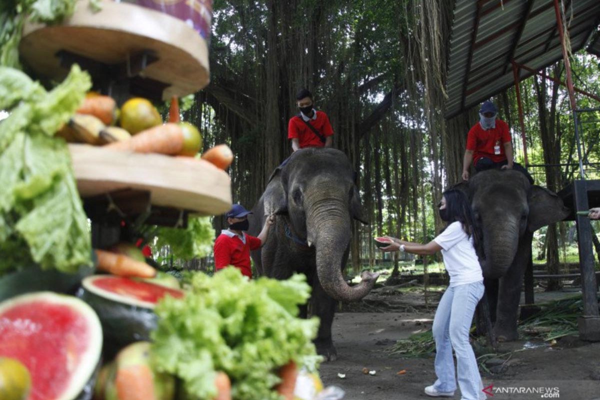 Ilustrasi - Pengunjung sedang memberi makan gajah koleksi Solo Zoo atau Taman Satwa Taru Jurug (TSTJ) Solo, Jawa Tengah, Minggu (17/1/2021). (FOTO: ANTARA/Maulana Surya/foc) Ilustrasi - Pengunjung sedang memberi makan gajah koleksi Solo Zoo atau Taman Satwa Taru Jurug (TSTJ) Solo, Jawa Tengah, Minggu (17/1/2021). (FOTO: ANTARA/Maulana Surya/foc)