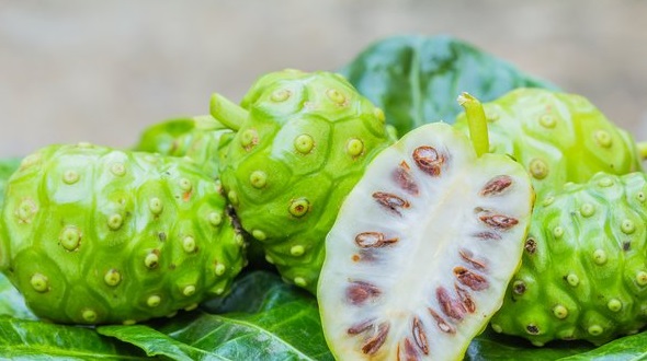 Khasiat Buah Mengkudu Sangat Dahsyat, Tenaga Bisa Tahan Semalaman - (Foto: shutterstock) Khasiat Buah Mengkudu Sangat Dahsyat, Tenaga Bisa Tahan Semalaman - (Foto: shutterstock)