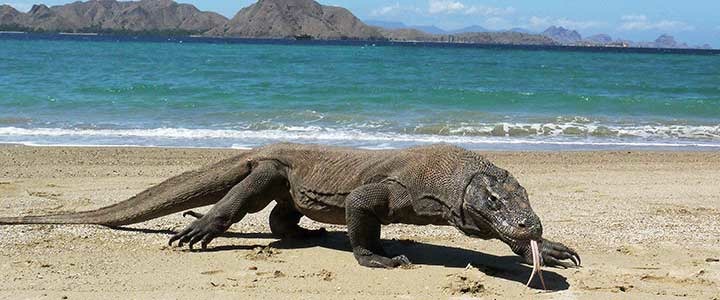 Wisata Pulau Komodo kini sudah kembali normal. Foto: Antara Wisata Pulau Komodo kini sudah kembali normal. Foto: Antara