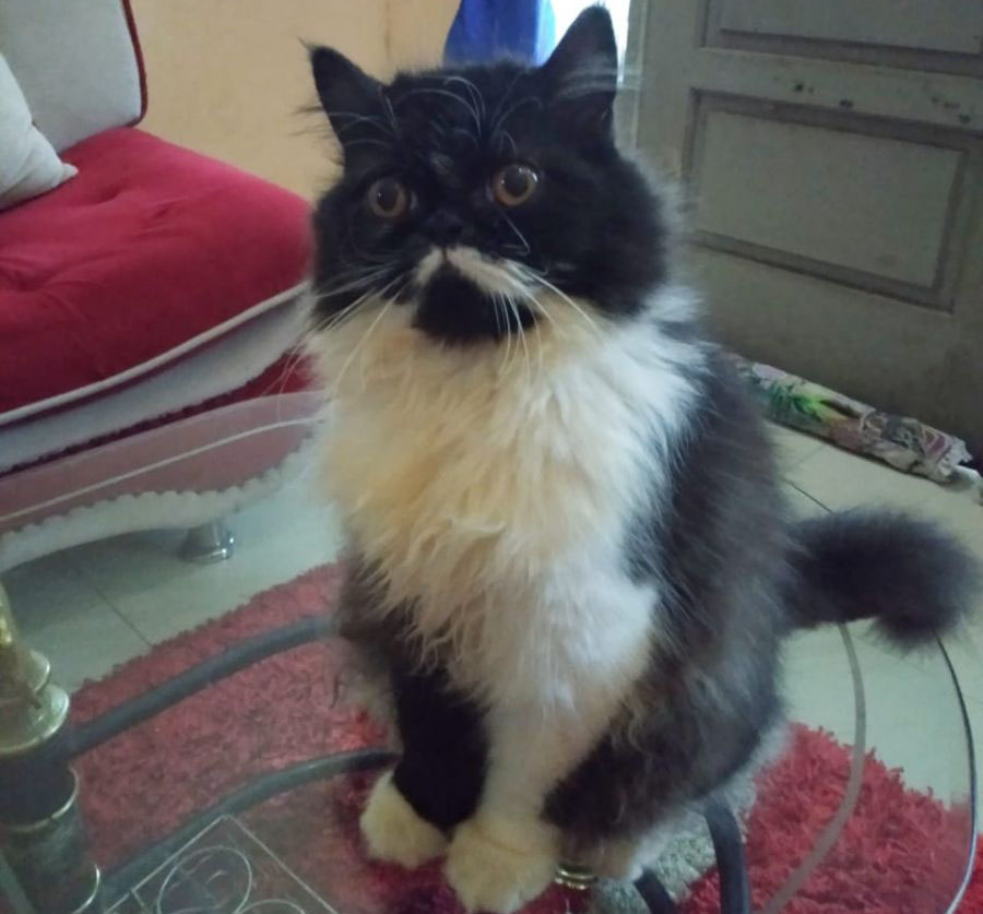 Gambar Kucing  Estetik 81021 Nama Untuk Kucing  Comel 