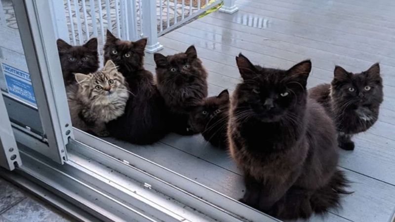 Kucing hitam dan anak-anaknya (foto: CHATONS ORPHELINS MONTREAL/thedodo) Kucing hitam dan anak-anaknya (foto: CHATONS ORPHELINS MONTREAL/thedodo)