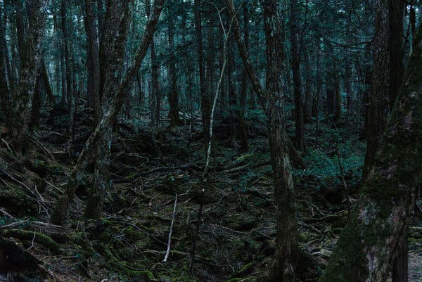 Hutan Aokigahara, tempat yang kerap jadi lokasi bunuh diri orang-orang Jepang. (Foto: The New York Times) Hutan Aokigahara, tempat yang kerap jadi lokasi bunuh diri orang-orang Jepang. (Foto: The New York Times)