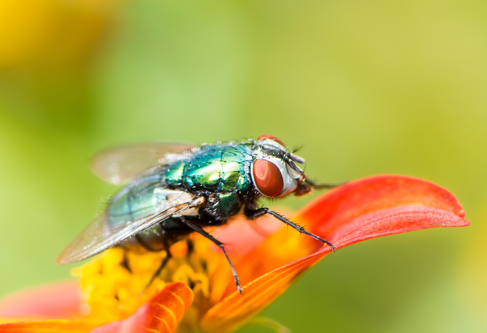 Tanpa Bahan Kimia Ini Cara Alami Memerangi Lalat Genpi