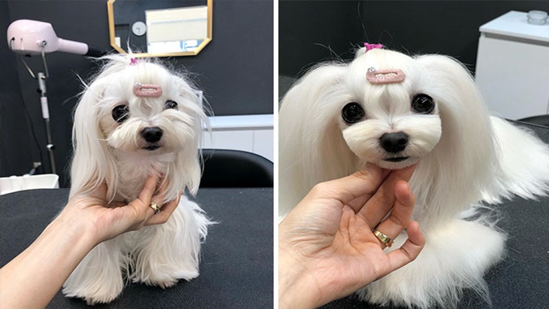 Makeover Tampilan Kece Anjing Ini Bikin Pangling Banget