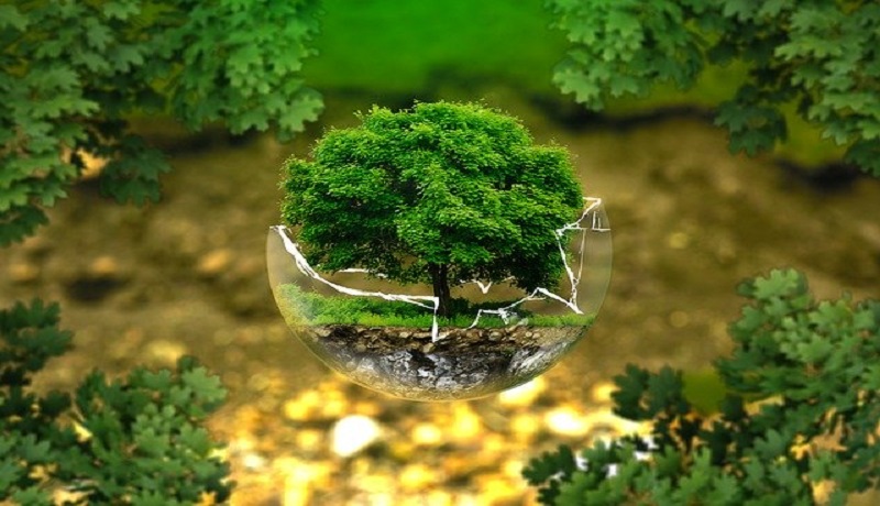 Ilustrasi tanaman sial. Foto: Pixabay Ilustrasi tanaman sial. Foto: Pixabay